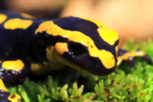 photo Forêt d'Eperlecques - A la recherche de la salamandre