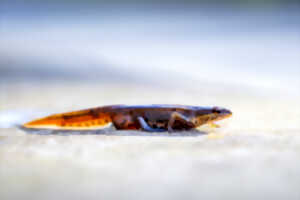 photo Cap Gris-Nez - Tritons and co