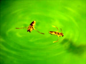 photo Dunes de Fort-Mahon - Zoom sur la mare