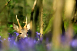 photo Bois départemental de Maroeuil - Les animaux du bois