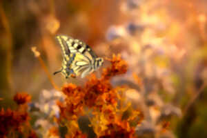 photo Estevelles – A la recherche du Machaon et ses acolytes