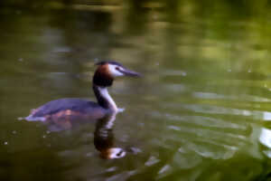 photo Lac d'Ardres - A la découverte du Grèbe huppé