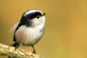 photo Mont Pelé Mont Hulin – La mélodie du printemps