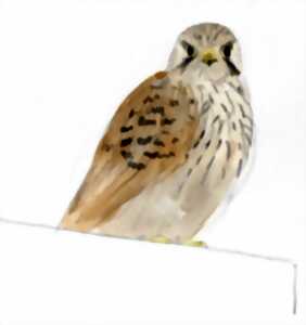 photo Biodivercité. Les animaux de la ville