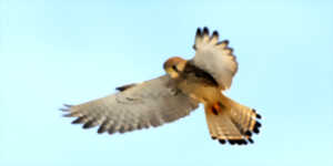 photo FAUCON CRÉCERELLETTE (ET AUTRES OISEAUX)