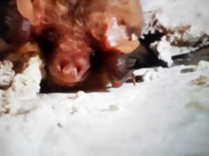 photo À l’écoute des chauves-souris