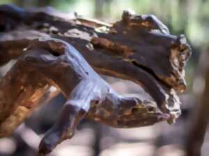 photo Exposition : Les créatures magiques de la forêt