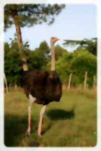 photo Projection du Film d’Alice GODART «Élever au grain »