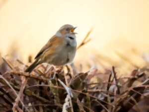 photo Initiation au chant des oiseaux du bocage