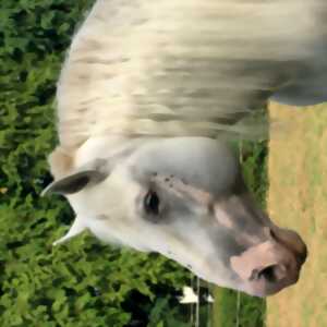 photo Découverte du cheval de trait