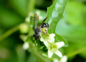 photo Que serait une soupe sans pollinisateurs ?