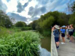 photo Découverte du Marais d'Orx