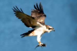 photo Conférence sur le programme de conservation du balbuzard pêcheur et actualités de l'espèce
