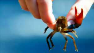 photo Les Espèces Exotiques Envahissantes et leurs impacts