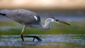 photo Hérons et Compagnies