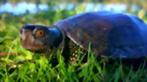 photo Plongée dans le monde des Cistudes d’Europe