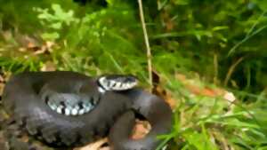 photo Les reptiles de la Saligue