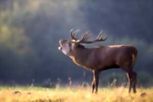photo Sortie avec la maison de la nature - Brame du cerf