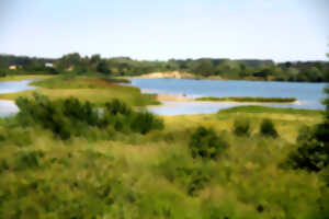 photo La foraine d'Authie - Les oiseaux de la foraine