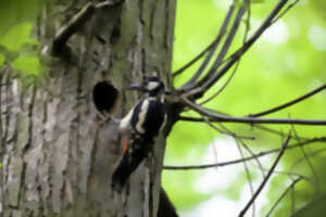 photo Allée des Roses – la faune cavicole