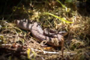 photo Chapelle de Guémy - Vipère et lézards