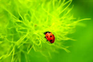 photo Réserve Naturelle Régionale du Marais de Condette -  L’ogre des pucerons