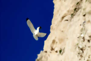 photo Cap Blanc-Nez - La gent ailée des falaises