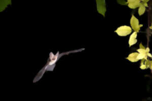 photo Bois départemental de Maroeuil - Conte-moi les chauves-souris