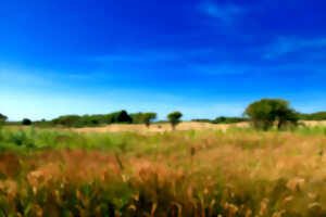 photo Pré Marly - Errance botanique