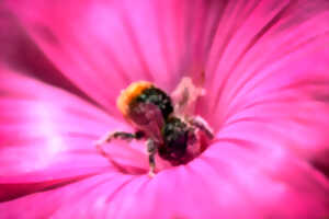 photo Réserve Naturelle Nationale des Étangs du Romelaëre - Les pollinisateurs