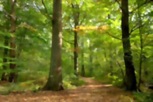 photo Bois de Roquelaure - Les nuits des forêts