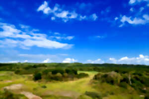 photo Réserve Naturelle Nationale de la Baie de Canche – Arbres et arbustes