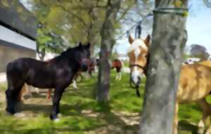 photo Chevauchée équestre