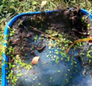 photo Biodiversité des mares