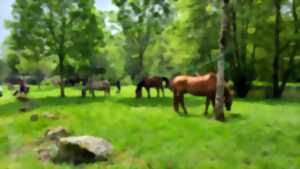 photo Randonnée équestre