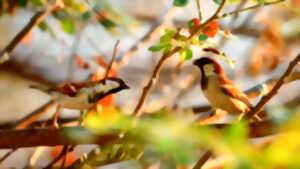 photo Exposition : Observons les oiseaux