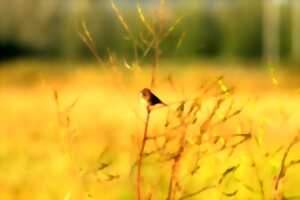 Des marais à découvrir