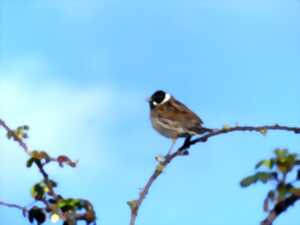 photo Les oiseaux nicheurs