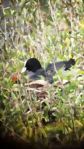 photo L’oiseau fait son nid