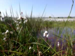 photo Découverte d’une tourbière au printemps