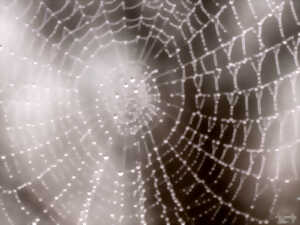 photo Les minuscules qui font peur