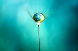 photo Proxi et macrophotographie