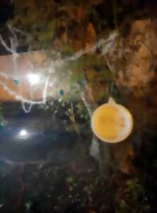 photo Fête d'équinoxe de printemps au Théâtre des Minuits