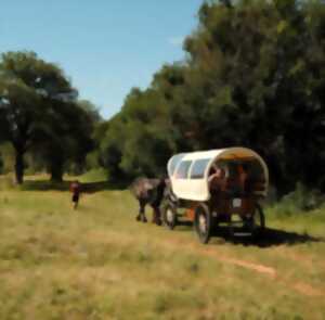 photo Nomades des Terres : Balades Contées