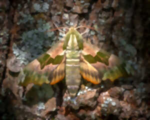 photo Inventaire participatif - Papillons de nuit