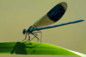 photo Inventaire participatif - Libellules et papillons