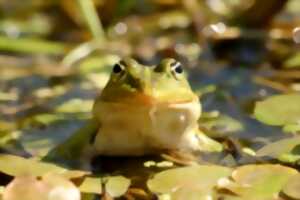 photo Fréquence grenouille