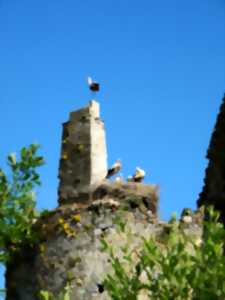 photo Croquis de terrain au château des cigognes