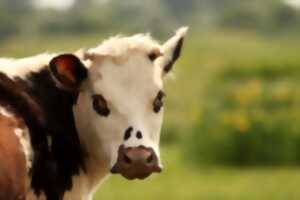 photo Pint of Science