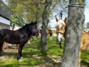 photo Chevauchée équestre